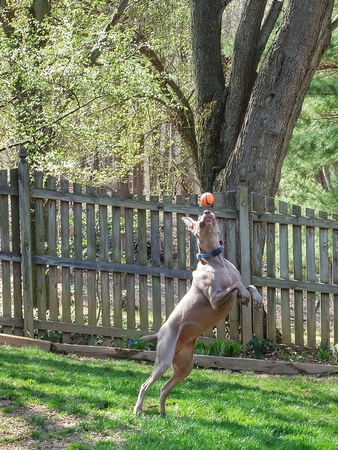 Millie Ball Catching - The Leap
