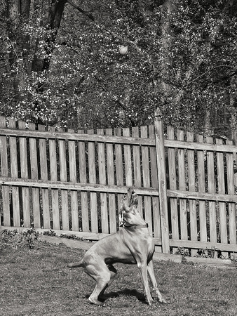 Millie Ball Catching - The Concentration II