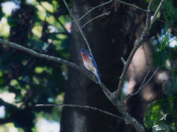 Bluebird in a High Tree I