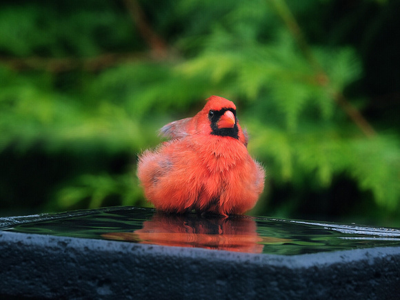 Cardinal Bathtime I