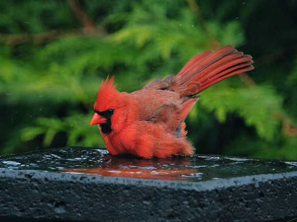Cardinal Bathtime II
