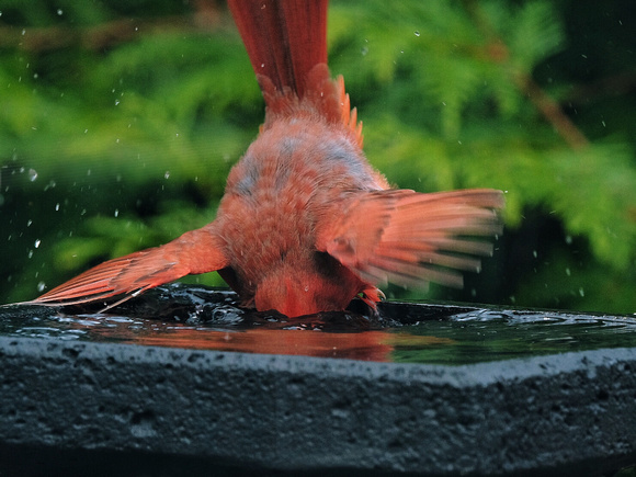Cardinal Bathtime V