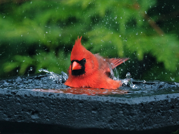 Cardinal Bathtime IX
