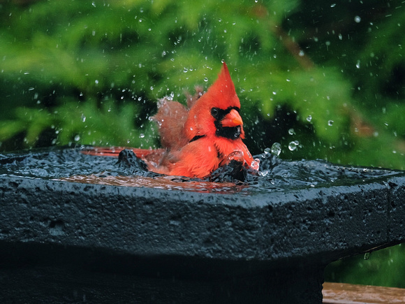 Cardinal Bathtime X