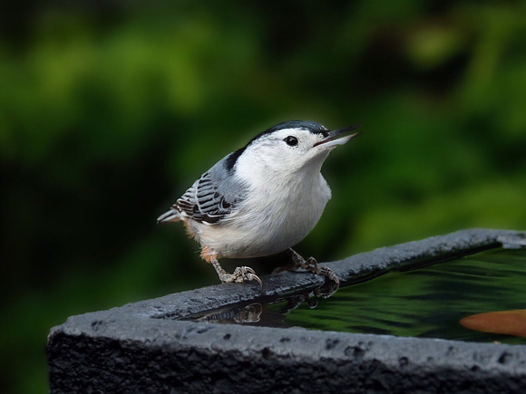 Nuthatch at Poolside