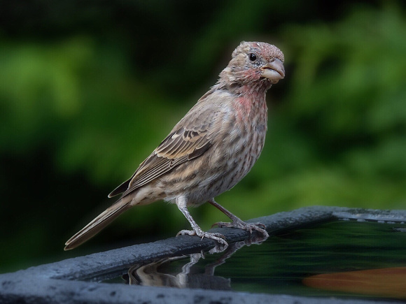 A Handsome Young Finch