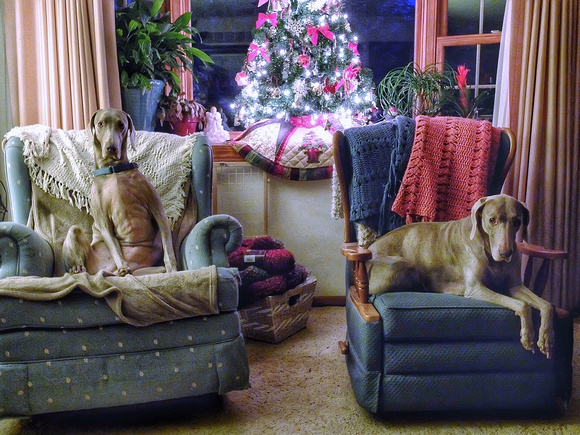 Christmas 2015 w/Millie & Maddie
