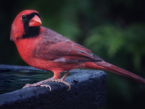 Cardinal at Ease