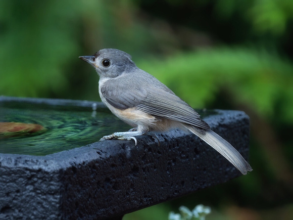 Titmouse at Poolside