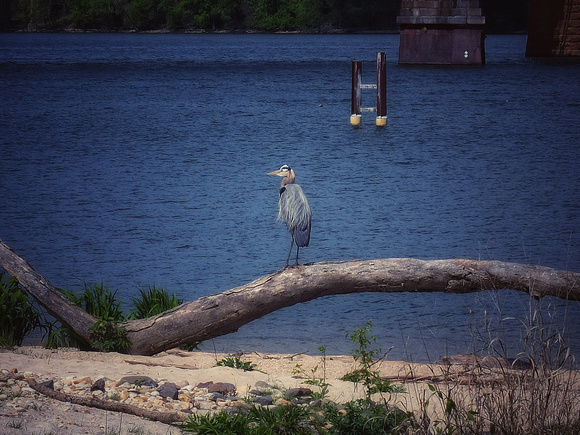 Heron on Timbre
