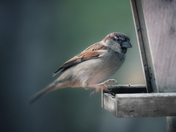 House Sparrow II