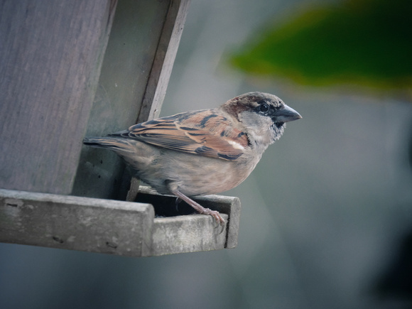 House Sparrow III