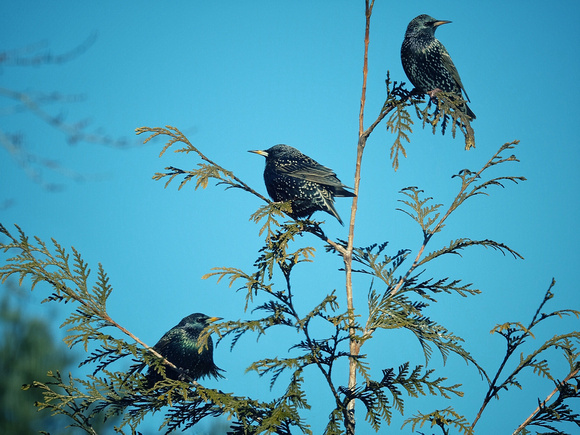 Three Starlings