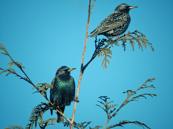 Two Starlings