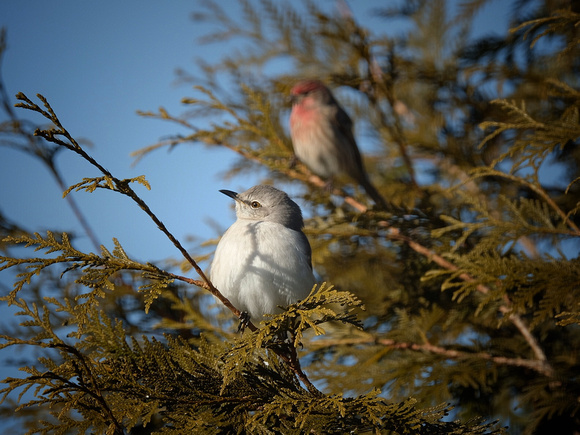 Mockingbird and Friend