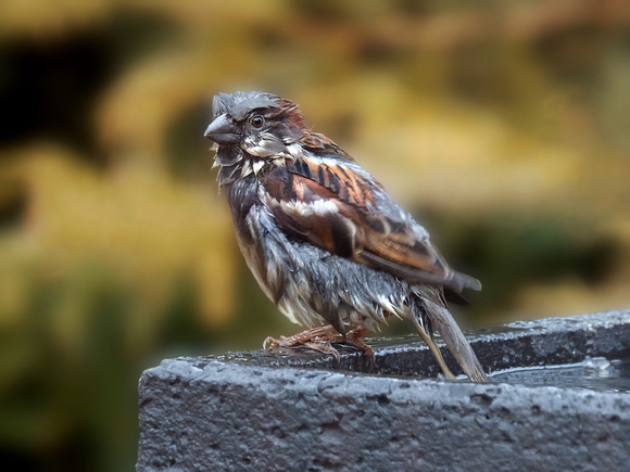 Sparrow Emerging from Bath