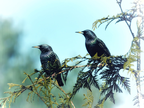 Pair of Starlings III