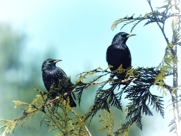 Pair of Starlings II