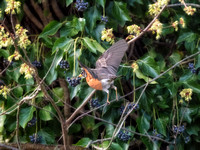 Berry Picking Robin