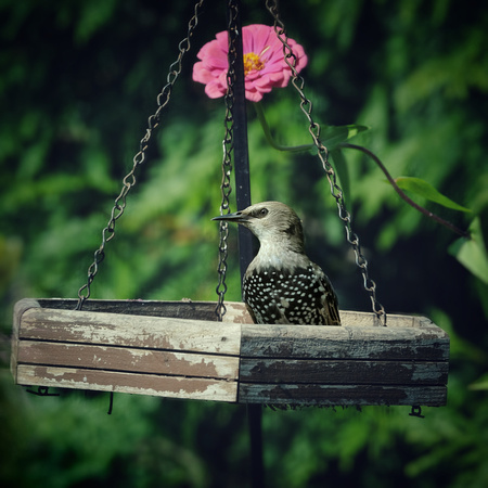 Starling in Pink