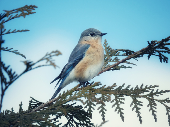 Bluebird in a Tree