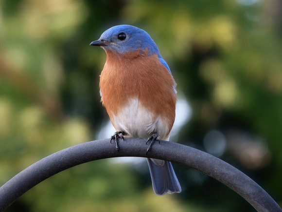 One Handsome Bluebird