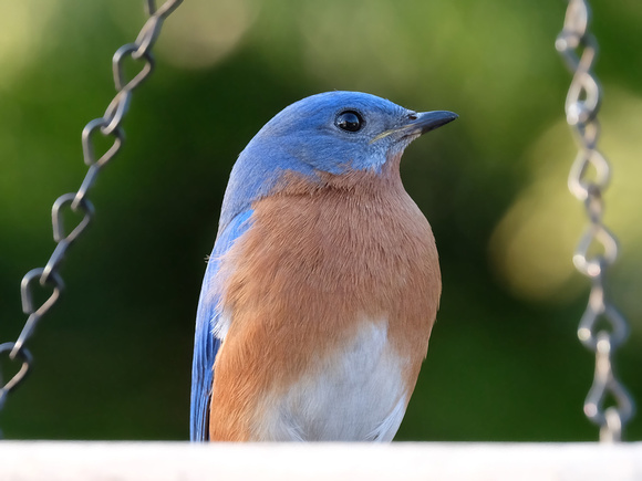 Bluebird Profile
