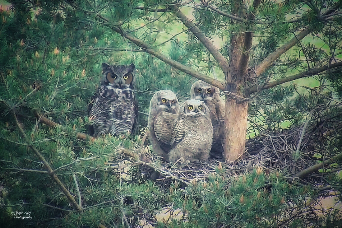 Wonky and the Owlets