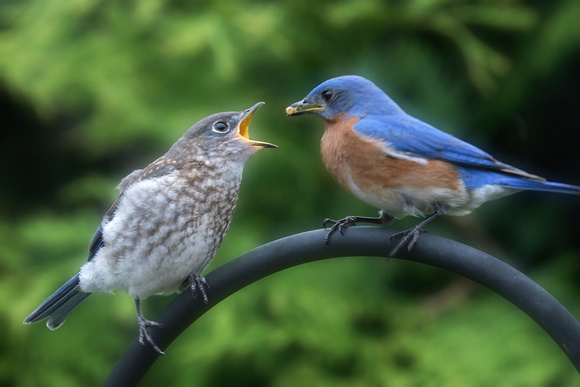 Bluebird Fledgling Feeding