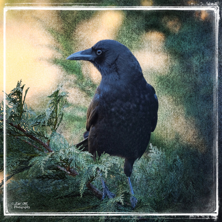Profile of an American Crow