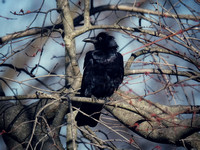 As the Crow Rests