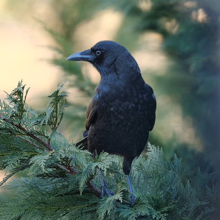 Portrait of an American Crow