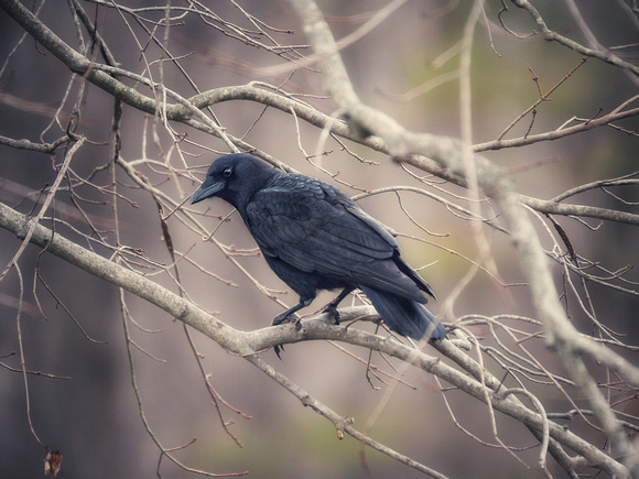 A Winter Solstice Crow