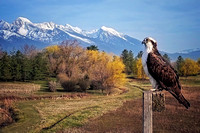 Charlo, Montana (4/10/25)