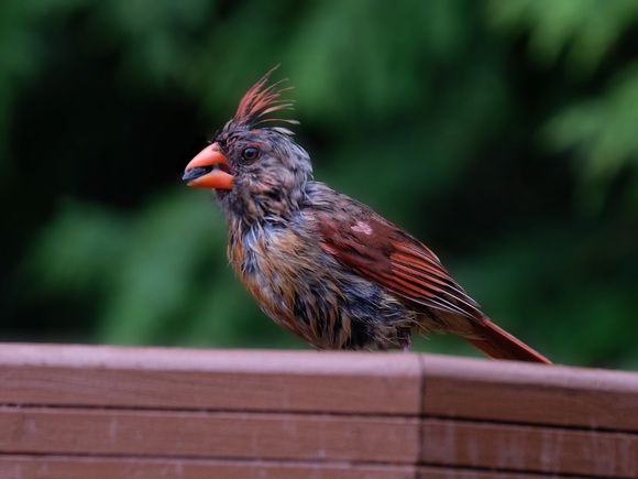 Tapestry of Color (Juvenile Cardinal)