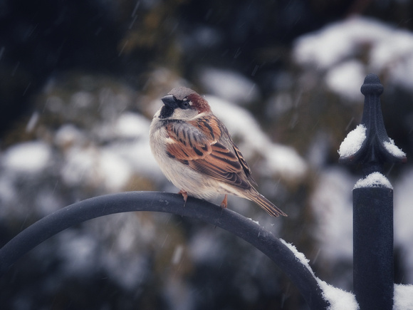 Snowy House Sparrow