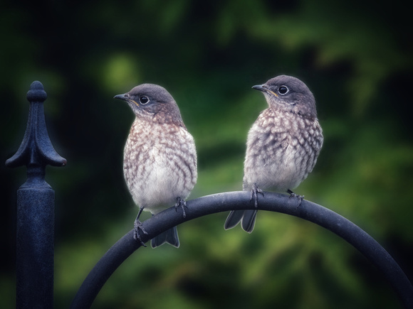 Grumpy Juvenile Bluebirds