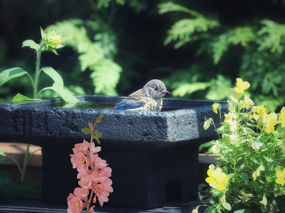 Bluebird Soaking in Bath