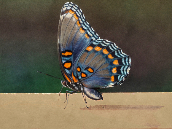 The Walk of the Red-Spotted Purple