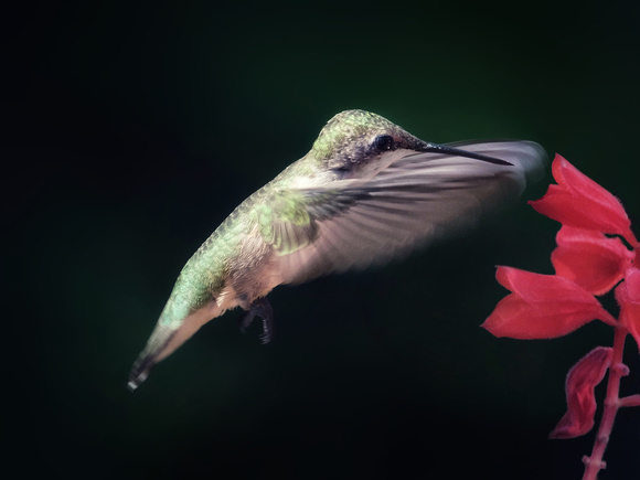 The Hummingbird Embrace