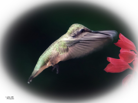 The Hummingbird Embrace