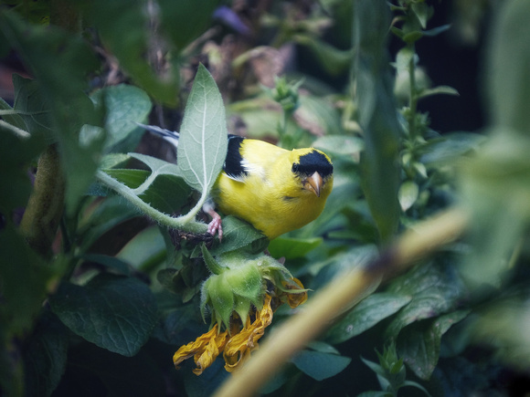 Goldfinch Hideaway