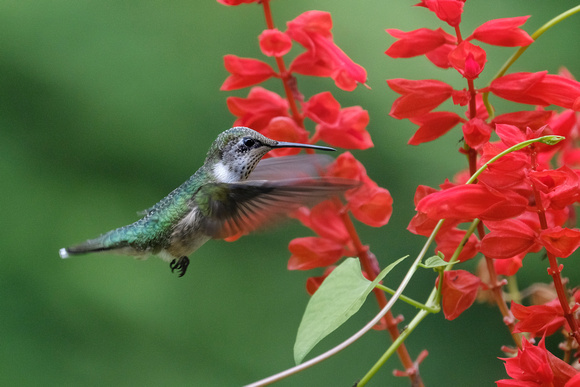 Hummingbird on Red I