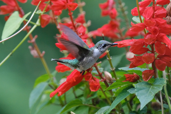 Hummingbird on Red II