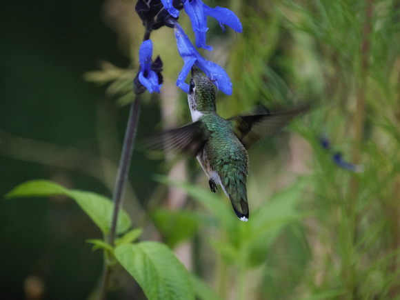 Hummingbird World in Blue I