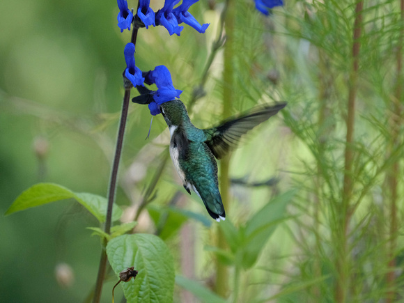 Hummingbird World in Blue II