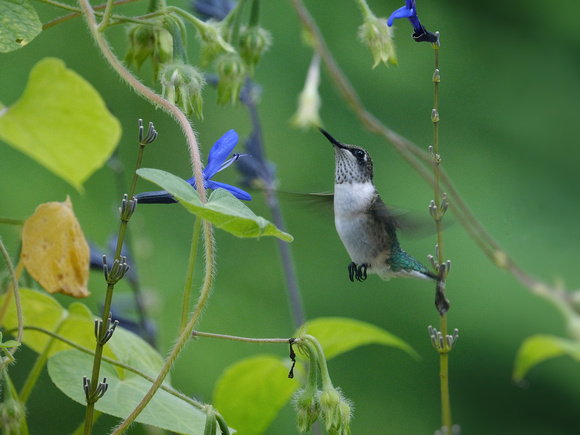 Hummingbird World in Blue III
