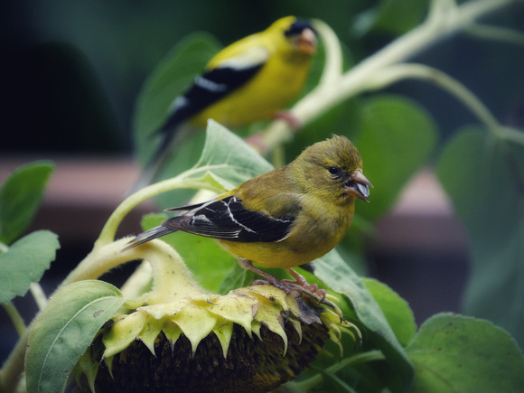 Goldfinch Mates