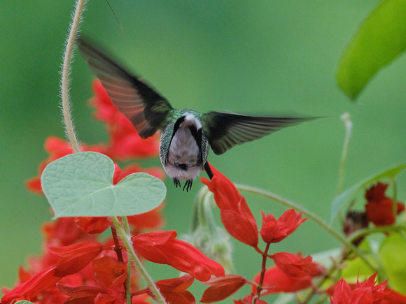 Hummingbird World in Red II