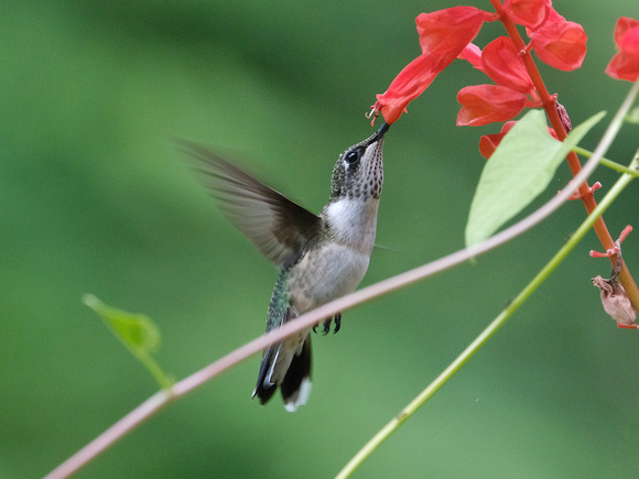 Hummingbird World in Red III